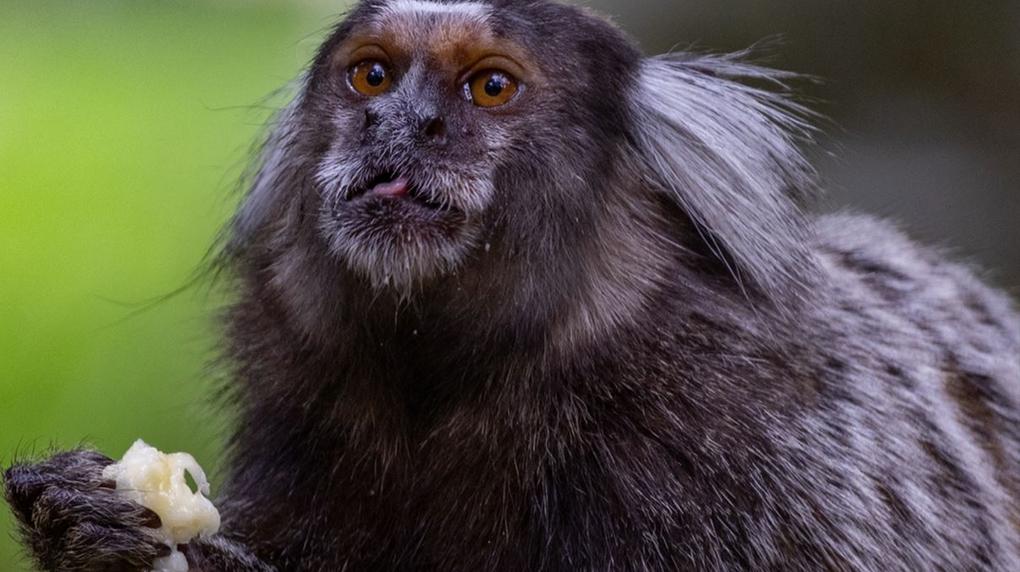 Pernambuco Registra 1º Caso de Raiva Humana em 8 Anos Após Mordida de Sagui